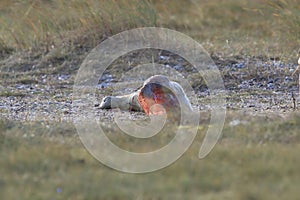 Grey Seal Giving Birth To Pup (Halichoerus grypus) Helgoland Germany