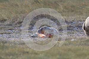 Grey Seal Giving Birth To Pup (Halichoerus grypus) Helgoland Germany