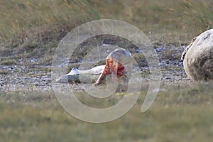 Grey Seal Giving Birth To Pup (Halichoerus grypus) Helgoland Germany