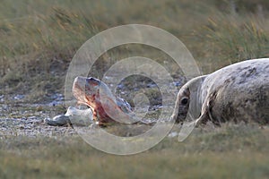 Grey Seal Giving Birth To Pup (Halichoerus grypus) Helgoland Germany