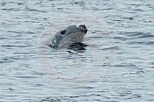 Grey Seal - Halichoerus grypus