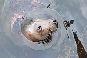 Grey seal Halichoerus grypus