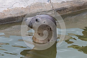 Grey seal halichoerus grypus