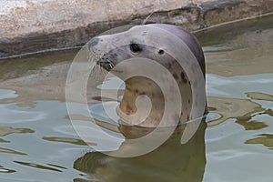 Grey seal halichoerus grypus