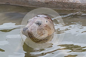 Grey seal halichoerus grypus