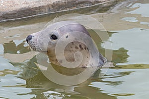 Grey seal halichoerus grypus