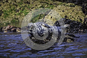 Grey Seal Halichoerus grypus