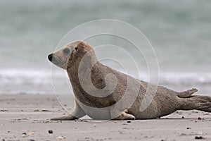 Grey Seal (Halichoerus grypus)