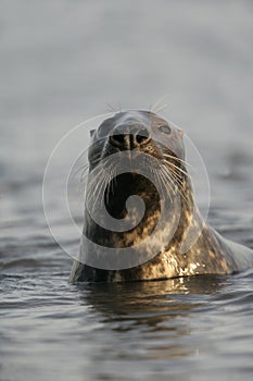 Grey seal, Halichoerus grypus