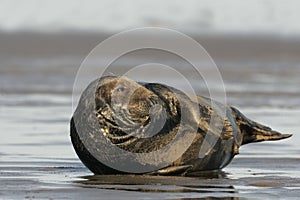 Grey seal, Halichoerus grypus