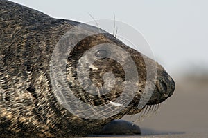 Grey seal, Halichoerus grypus