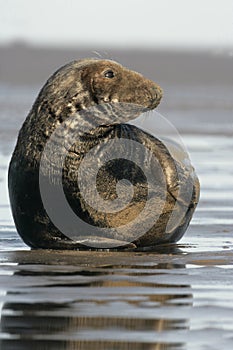 Grey seal, Halichoerus grypus