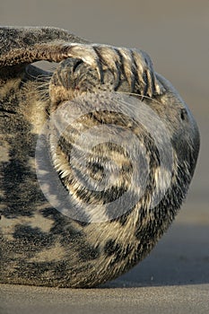 Grey seal, Halichoerus grypus