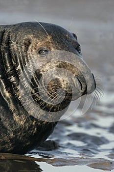 Grey seal, Halichoerus grypus