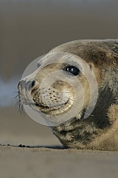 Grey seal, Halichoerus grypus