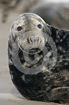 Grey seal, Halichoerus grypus