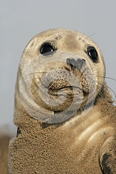 Grey seal, Halichoerus grypus