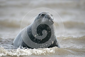 Grey seal, Halichoerus grypus