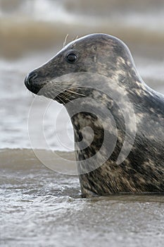 Grey seal, Halichoerus grypus