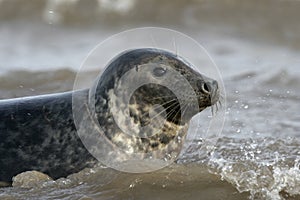 Grey seal, Halichoerus grypus