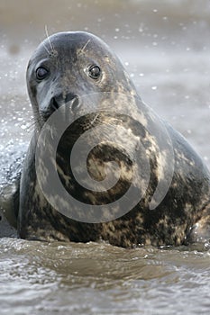 Grey seal, Halichoerus grypus