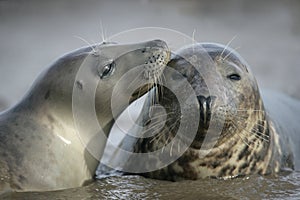 Grey seal, Halichoerus grypus