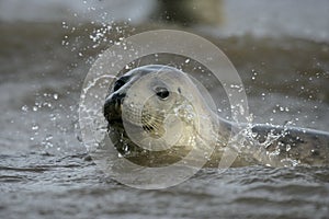 Grey seal, Halichoerus grypus