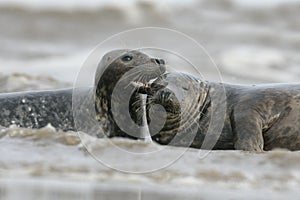 Grey seal, Halichoerus grypus