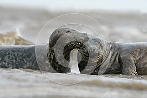 Grey seal, Halichoerus grypus