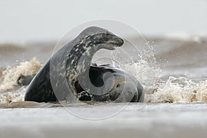 Grey seal, Halichoerus grypus