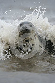 Grey seal, Halichoerus grypus