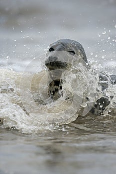 Grey seal, Halichoerus grypus