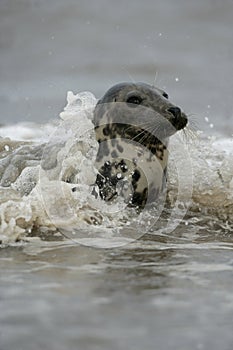 Grey seal, Halichoerus grypus