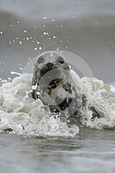 Grey seal, Halichoerus grypus