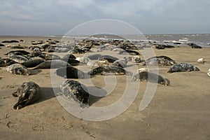 Grey seal, Halichoerus grypus