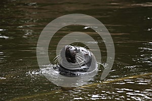 Grey seal (Halichoerus grypus).