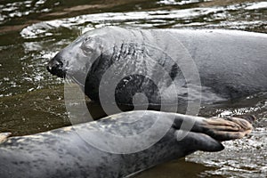 Grey seal (Halichoerus grypus).