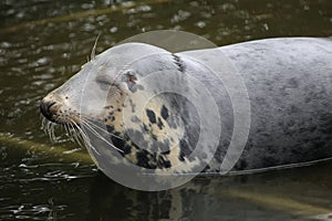 Grey seal (Halichoerus grypus).