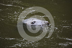 Grey seal (Halichoerus grypus).