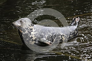 Grey seal (Halichoerus grypus). photo