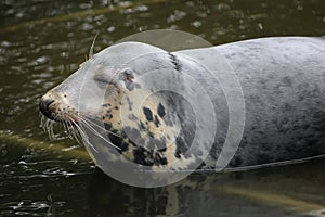 Grey seal (Halichoerus grypus). photo