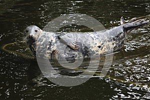 Grey seal (Halichoerus grypus). photo