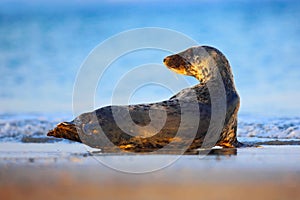 Grey Seal, Halichoerus grypus, detail portrait in the blue water, wave in the background, animal in the nature sea habitat, Grey