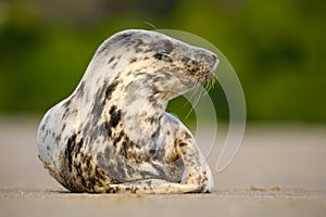 Grey Seal, Halichoerus grypus, detail portrait on the sand beach. Seal with sand beach. Animal in the nature sea habitat. Seal wit