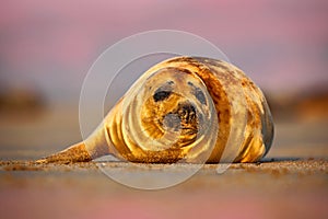 Grey Seal, Halichoerus grypus, detail portrait on the sand bech. Seal with pink morning sky in the background. Animal in the