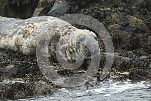 A Grey Seal, Halichoerus grypus, on an island in the sea during a storm. photo