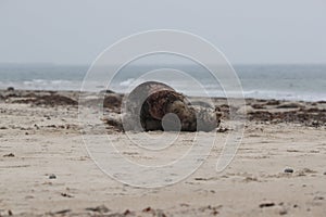Grey Seal (Halichoerus grypus) Male and female mating on beach, Germany