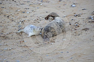 A Grey Seal Halichoerus grypus mother suckling her young pup on the North Norfolk coast