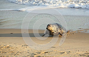 A Grey Seal Halichoerus grypus moving up the beach from the sea at Horsey, Norfolk, UK.
