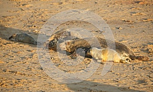 Grey Seal Halichoerus grypus mums and newly born pups lying on a beach at Horsey, Norfolk, UK.